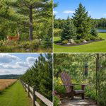 20 Pine Tree Landscape Ideas for a Natural Backyard