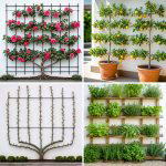 25 Creative Garden Ideas With Espalier Trees for Style