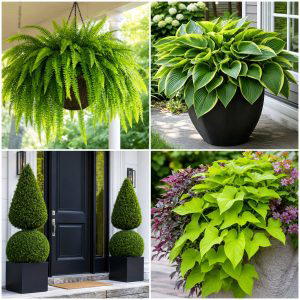 25 Front Porch Ideas With Shade Plants for a Lush Entry
