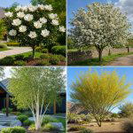 25 Small Trees for Front Yard Landscaping Ideas