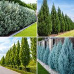 25 backyard ideas with privacy trees for a Secluded Escape