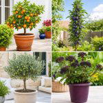 25 creative garden ideas with patio fruit trees for Fresh Harvests
