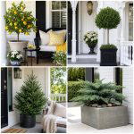 25 front porch decor ideas with mini trees For Fresh Charm
