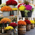 25 front porch ideas with mums for a Colorful Fall Entry
