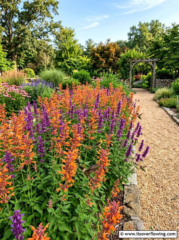 Agastache pollinator bed - 25 creative garden ideas with hummingbird plants