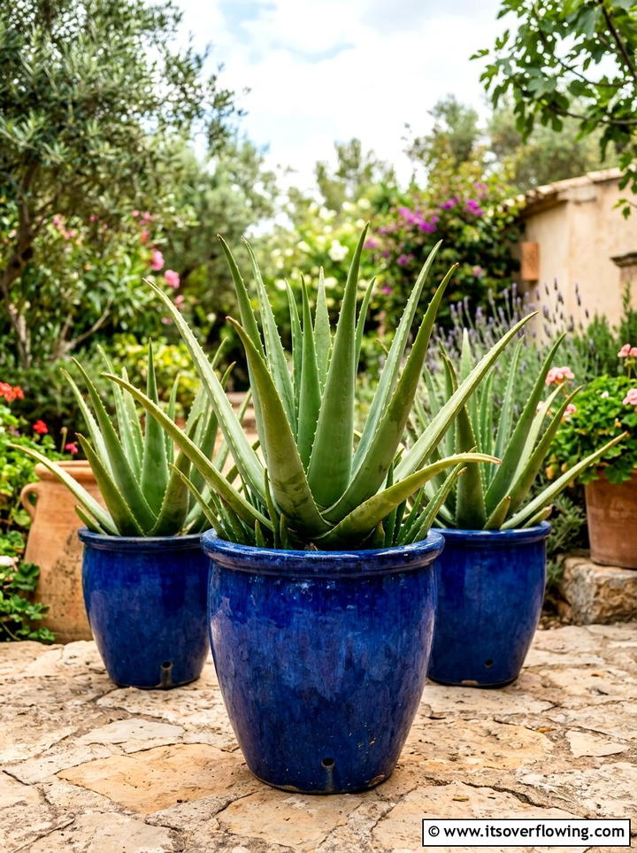 Aloe Vera In Classic Pottery - 25 front porch ideas with drought tolerant plants