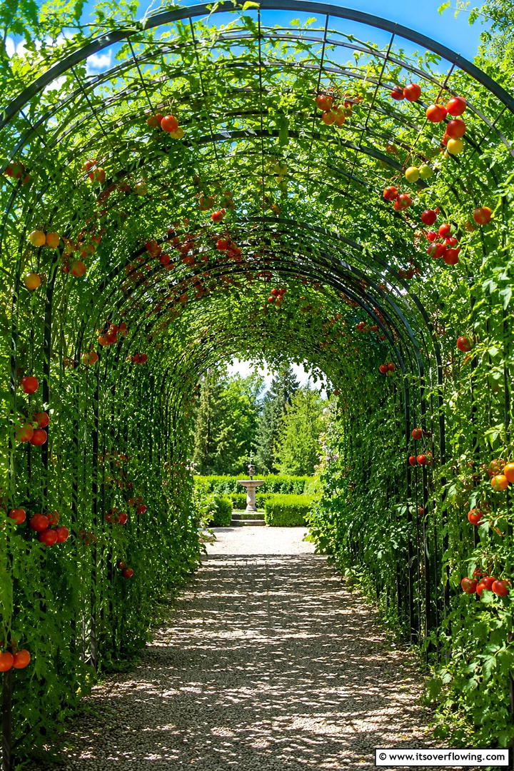 Arched Garden Trellis - 30 Tomato Trellis Ideas for Healthy & Space-Saving Gardens