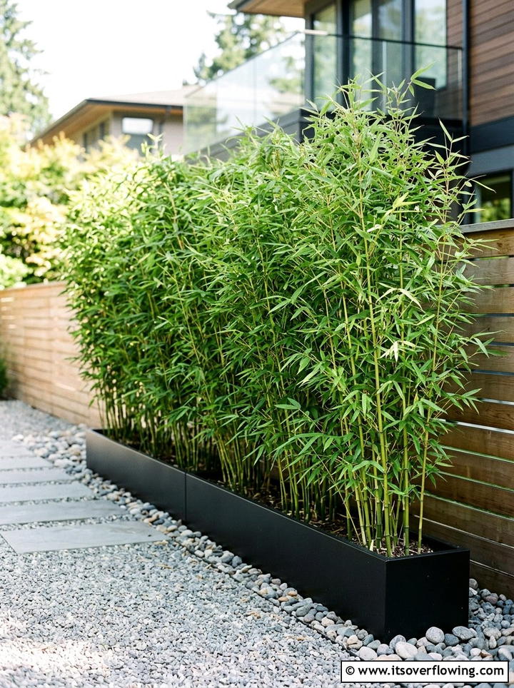Bamboo Privacy Hedge - 25 creative garden ideas with tropical foliage
