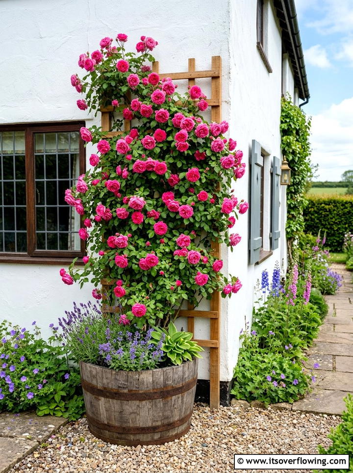 Barrel Planter Climbing Rose - 25 backyard ideas with barrel planter