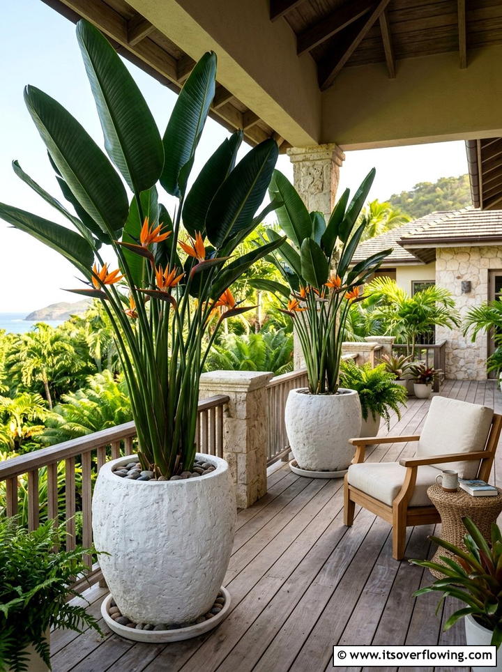 Bird Of Paradise In Large Floor Pots - 25 front porch ideas with drought tolerant plants