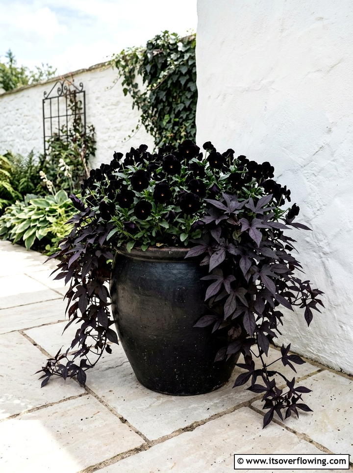 Black Pansy Garden Container - 25 garden design ideas with monochrome plants