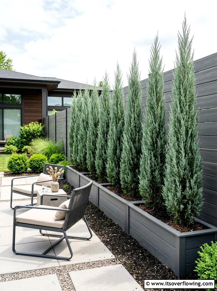 Blue Spruce Texture Contrast - 25 garden design ideas with evergreen structure