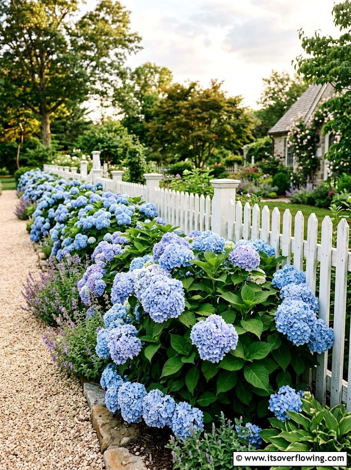 Blue hydrangea border - 25 garden ideas for english style