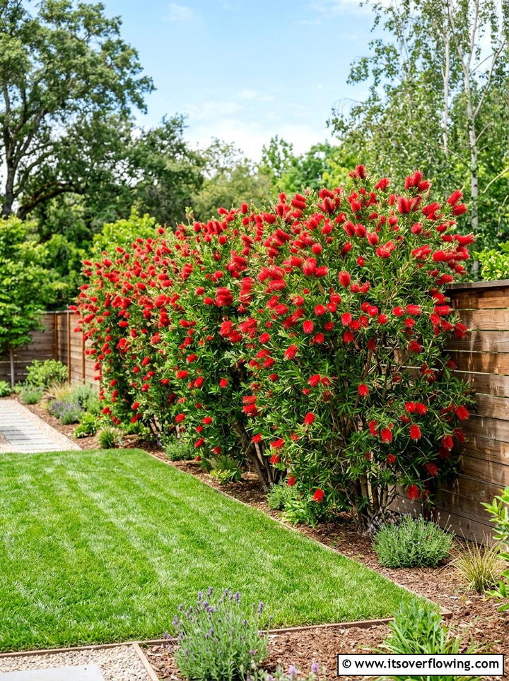 Bottlebrush shrub privacy screen - 25 creative garden ideas with hummingbird plants