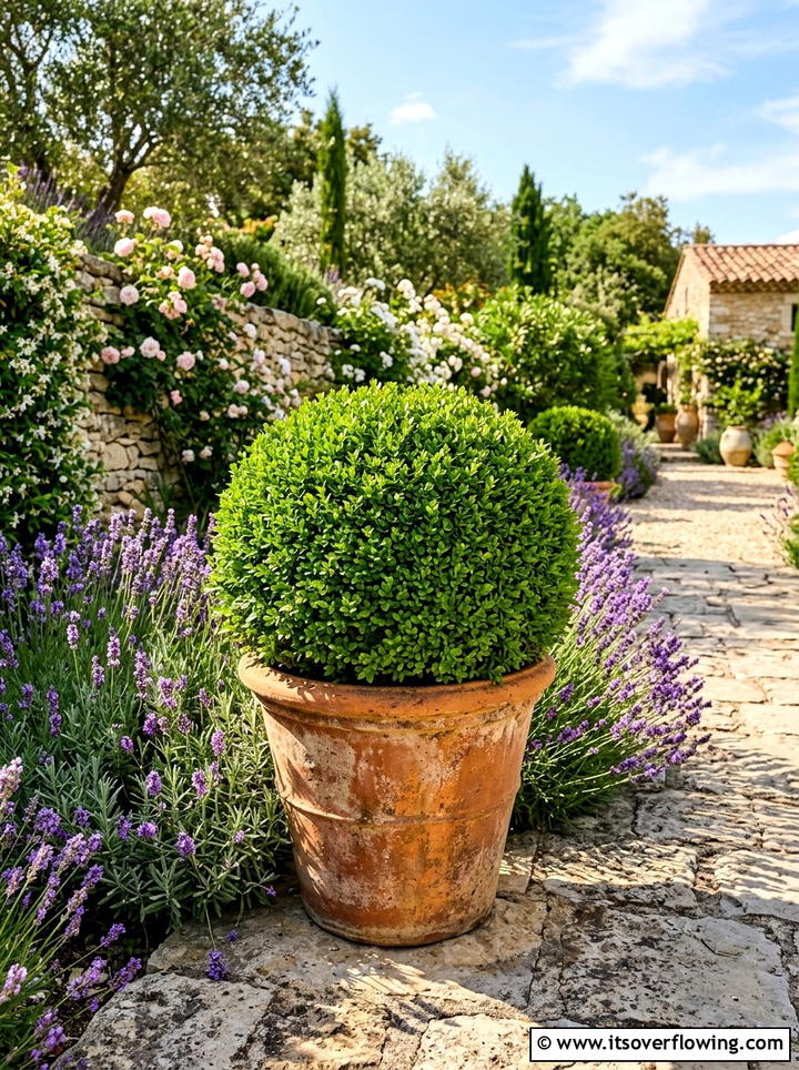Boxwood Ball In Terracotta Pot - 25 garden decor ideas with topiary