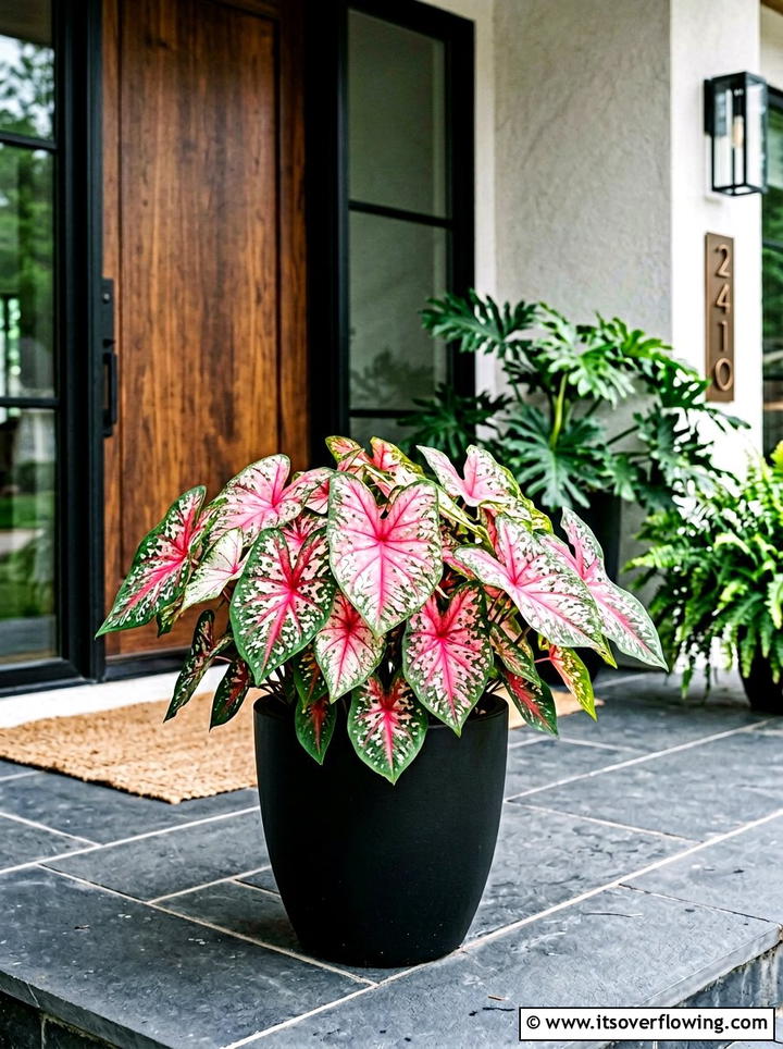 Caladium Porch Container - 25 front porch ideas with shade plants