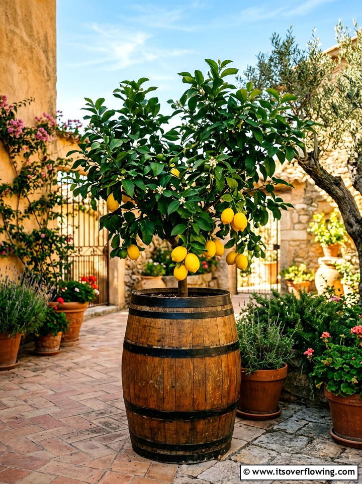 Citrus Tree Barrel Planter - 25 backyard ideas with barrel planter
