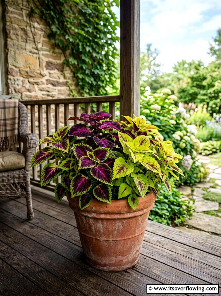 Coleus Mixed Planter - 25 front porch ideas with shade plants