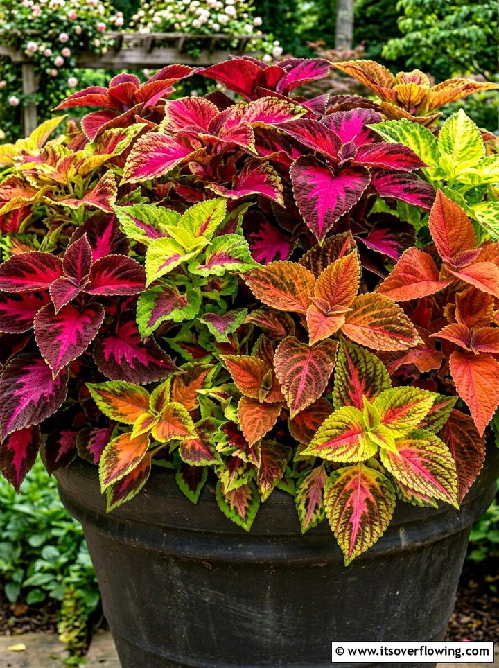 Coleus plants for sunny porches - 25 front porch ideas with sun loving plants