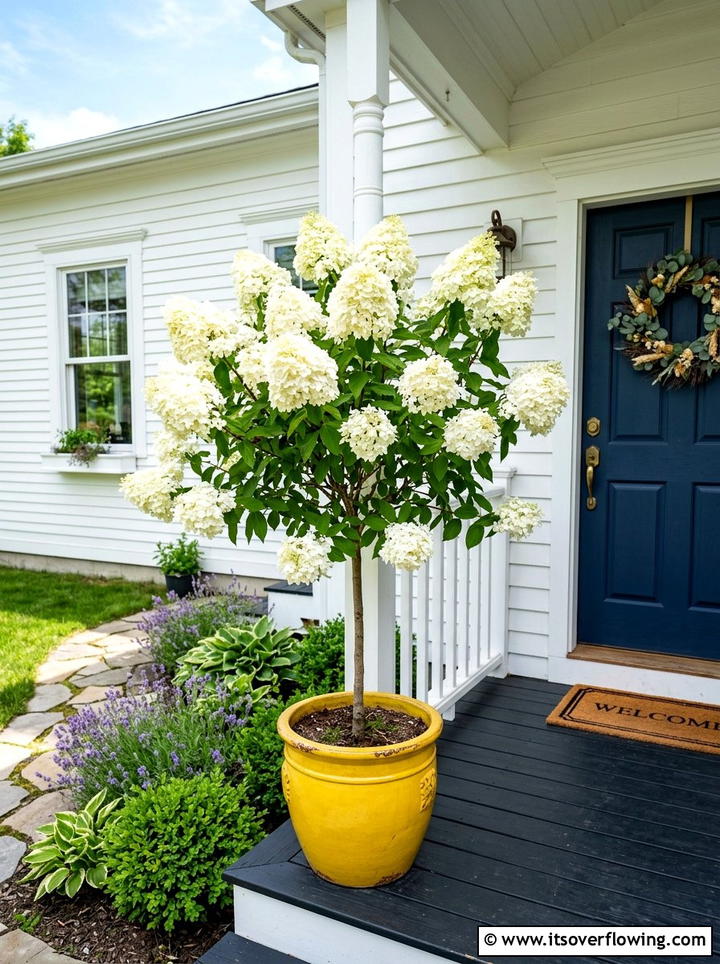 Colorful pot with hydrangea tree - 25 front porch decor ideas with mini trees