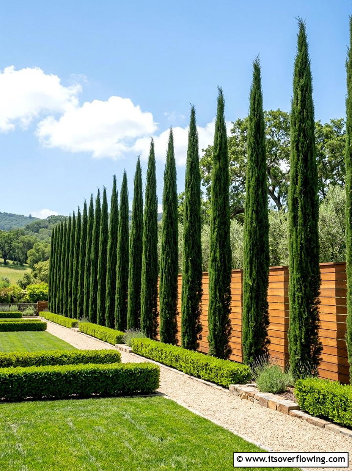 Columnar Evergreen Trees - 25 garden ideas for narrow yards