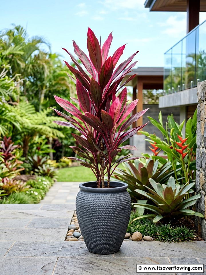Cordyline Ti Plant Accent - 25 creative garden ideas with tropical foliage