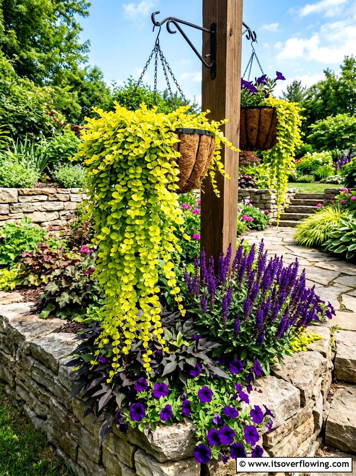 Creeping Jenny Foliage - 25 garden ideas with hanging baskets