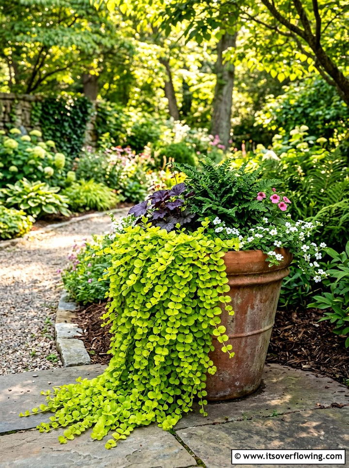 Creeping Jenny Spiller - 25 front porch ideas with shade plants