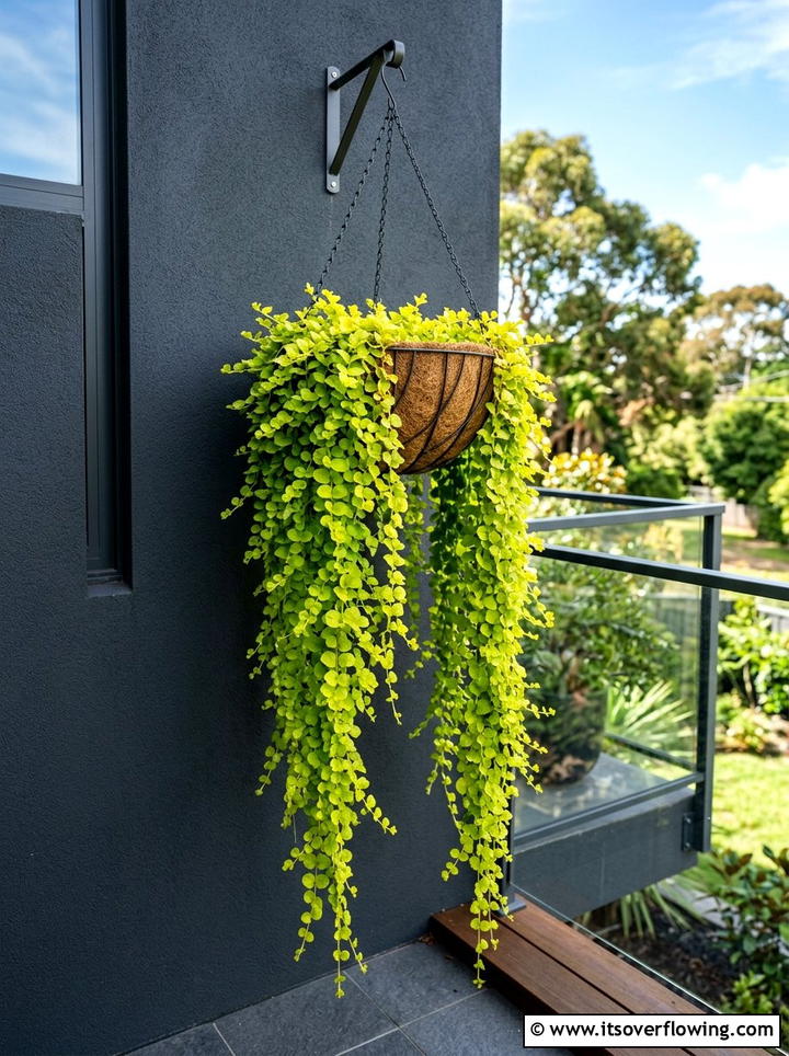 Creeping Jenny hanging baskets foliage - 25 cheap garden ideas with hanging baskets