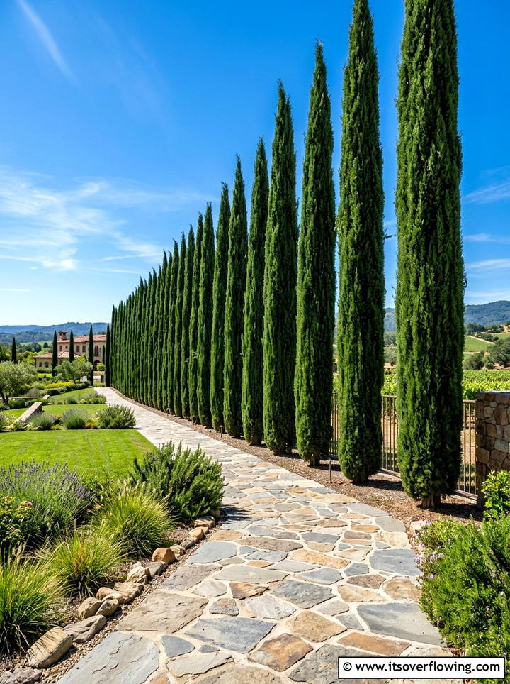 Cypress Tree Screening - 25 garden ideas for mediterranean style