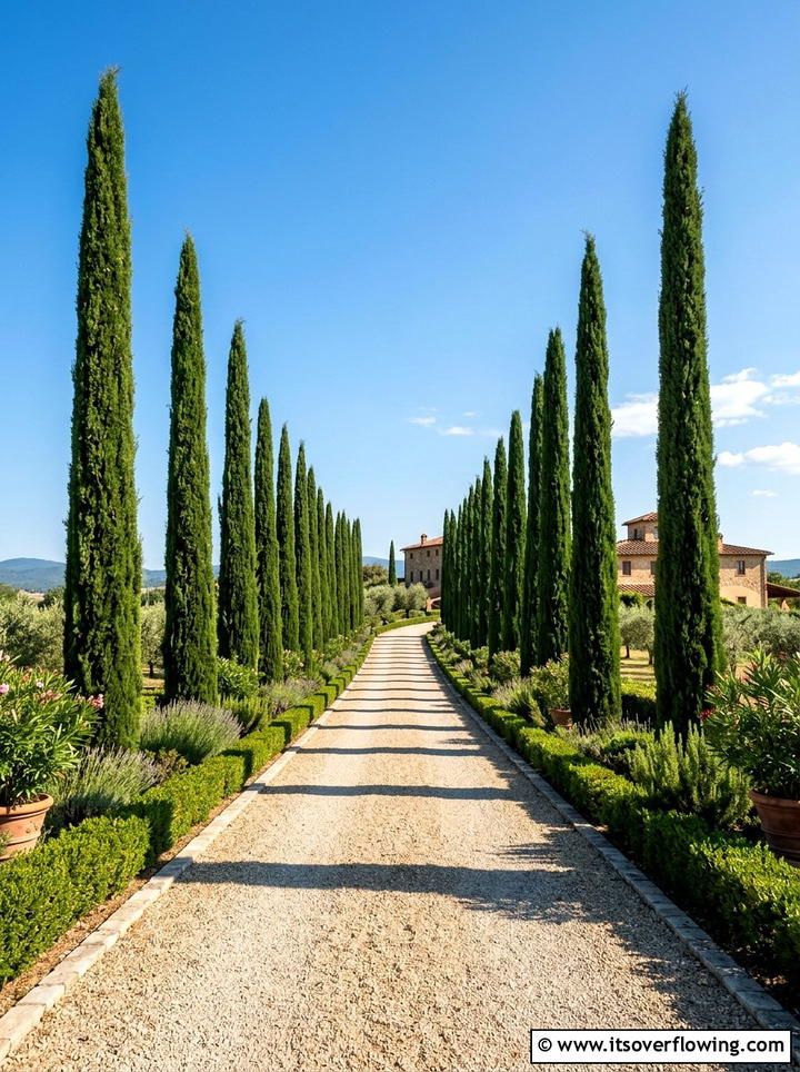 Cypress Tree - 25 backyard ideas with mediterranean style