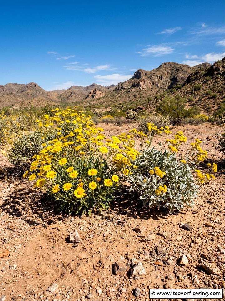 Desert Plants - 25 garden ideas for hot climate