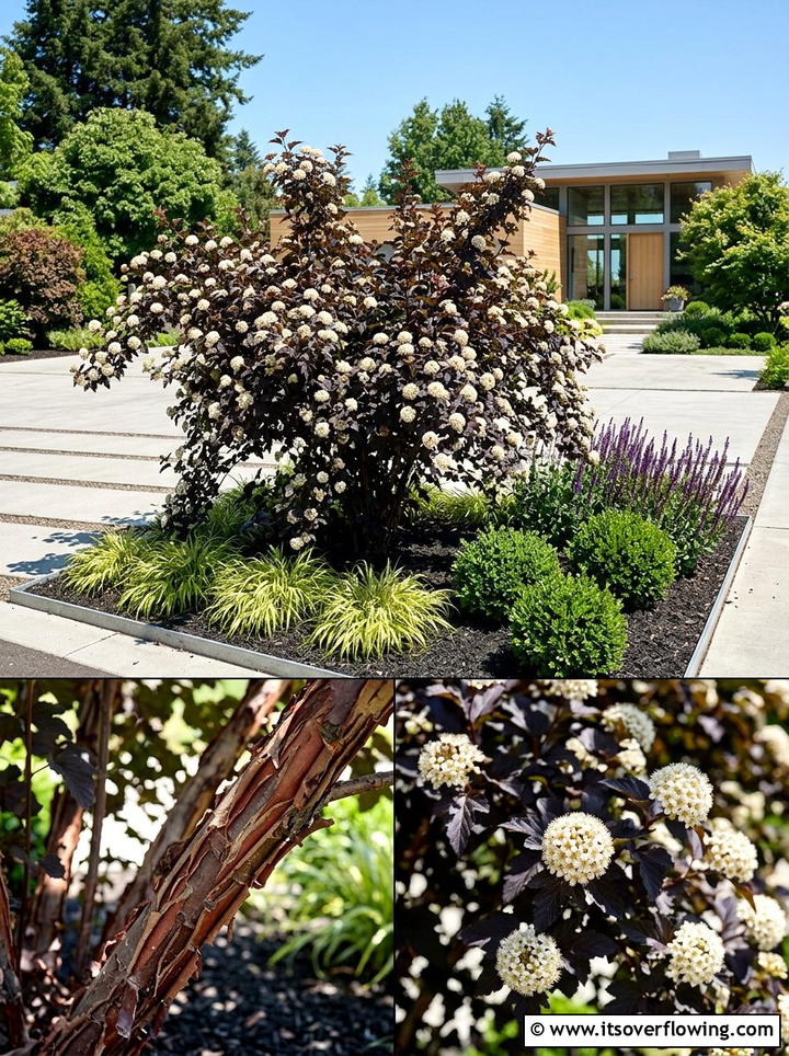 Diabolo Ninebark - 25 garden ideas for year round color