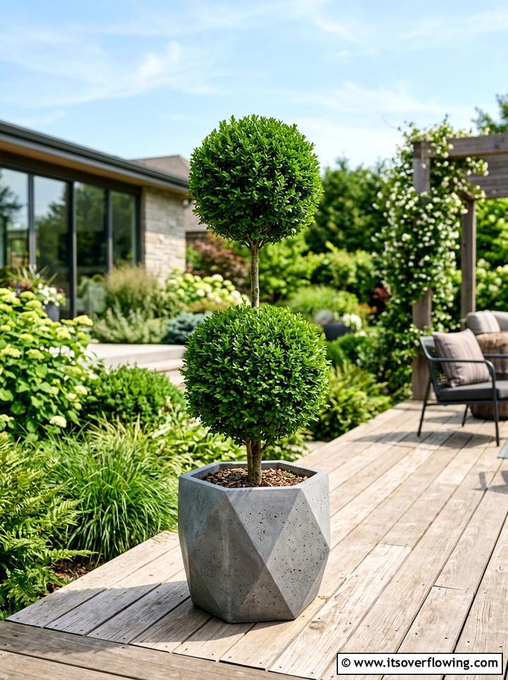 Double Ball Topiary In Modern Planter - 25 garden decor ideas with topiary