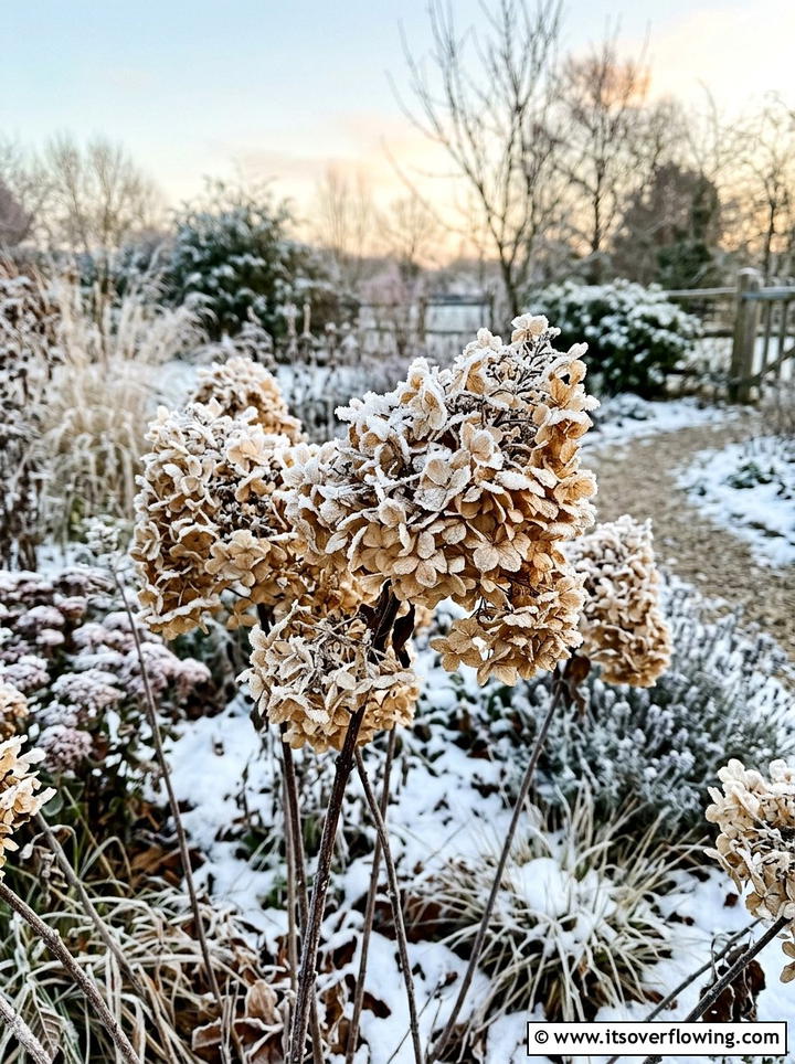 Dried Hydrangea - 25 garden decor ideas with winter decor