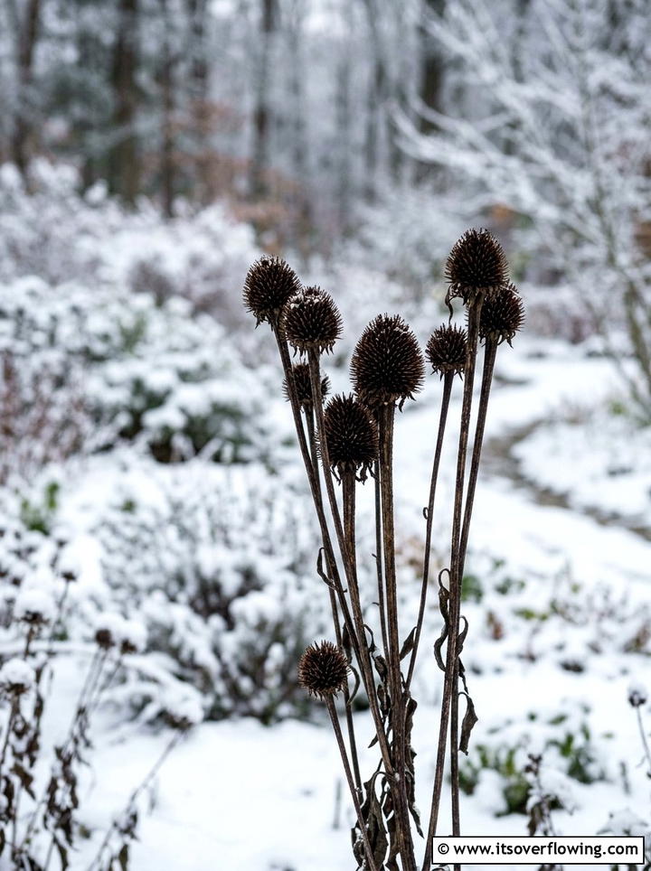 Dried Seed Head - 25 garden ideas for cold climate