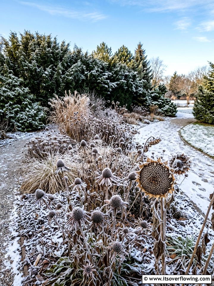 Dried seed heads - 25 creative garden ideas for winter interest