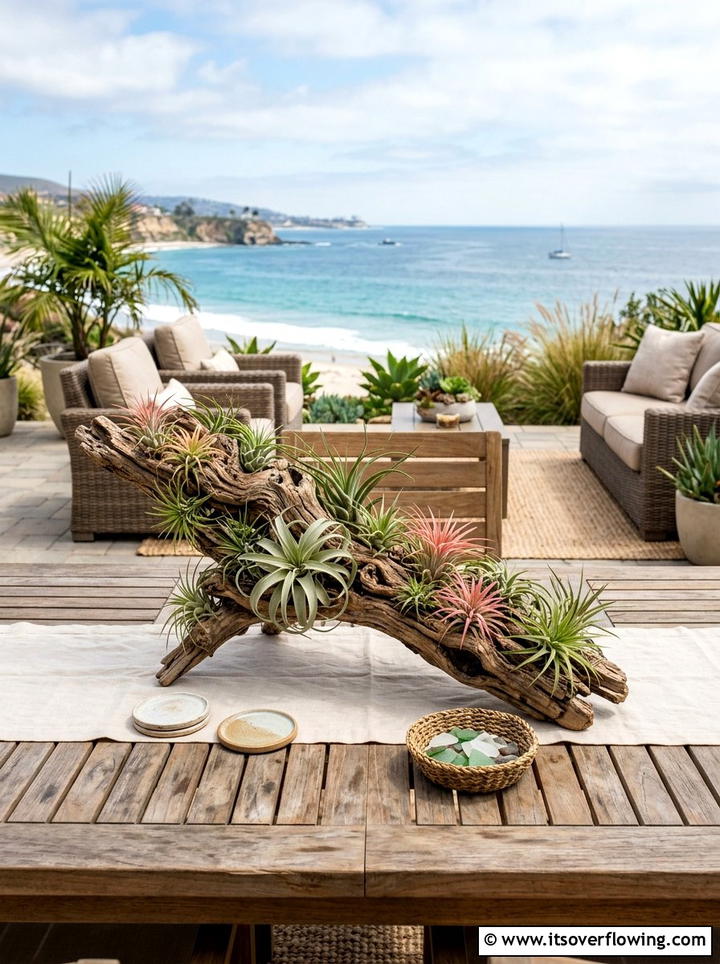 Driftwood air plant display - 25 reusing old things ideas for boho garden look
