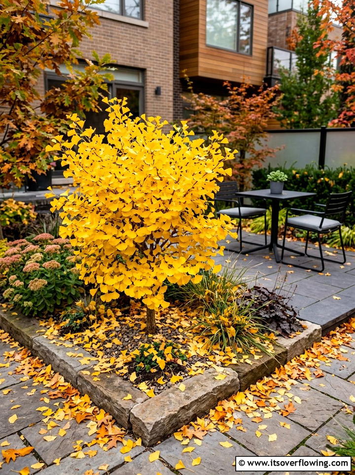 Dwarf Ginkgo Tree - 25 small garden ideas with dwarf trees