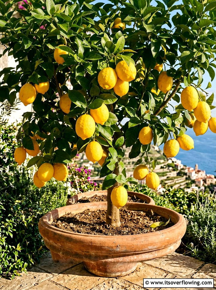 Dwarf Meyer Lemon Tree - 25 creative garden ideas with patio fruit trees