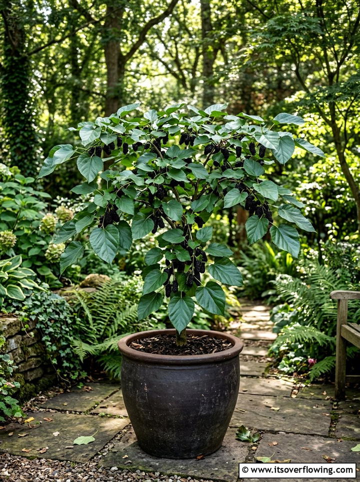 Dwarf Mulberry Tree - 25 creative garden ideas with patio fruit trees