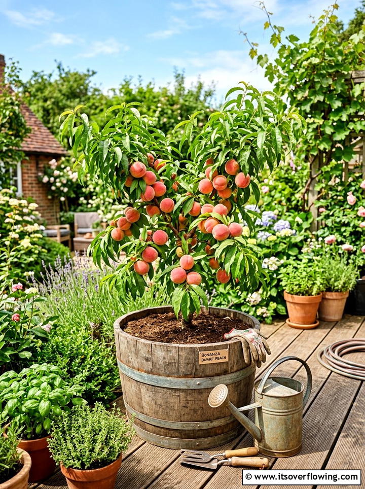 Dwarf Peach Tree - 25 small garden ideas with dwarf trees