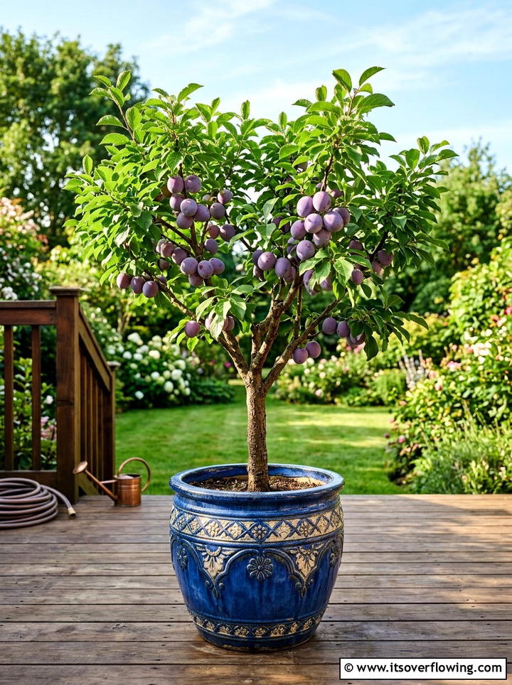 Dwarf plum tree container - 25 garden ideas with fruit trees