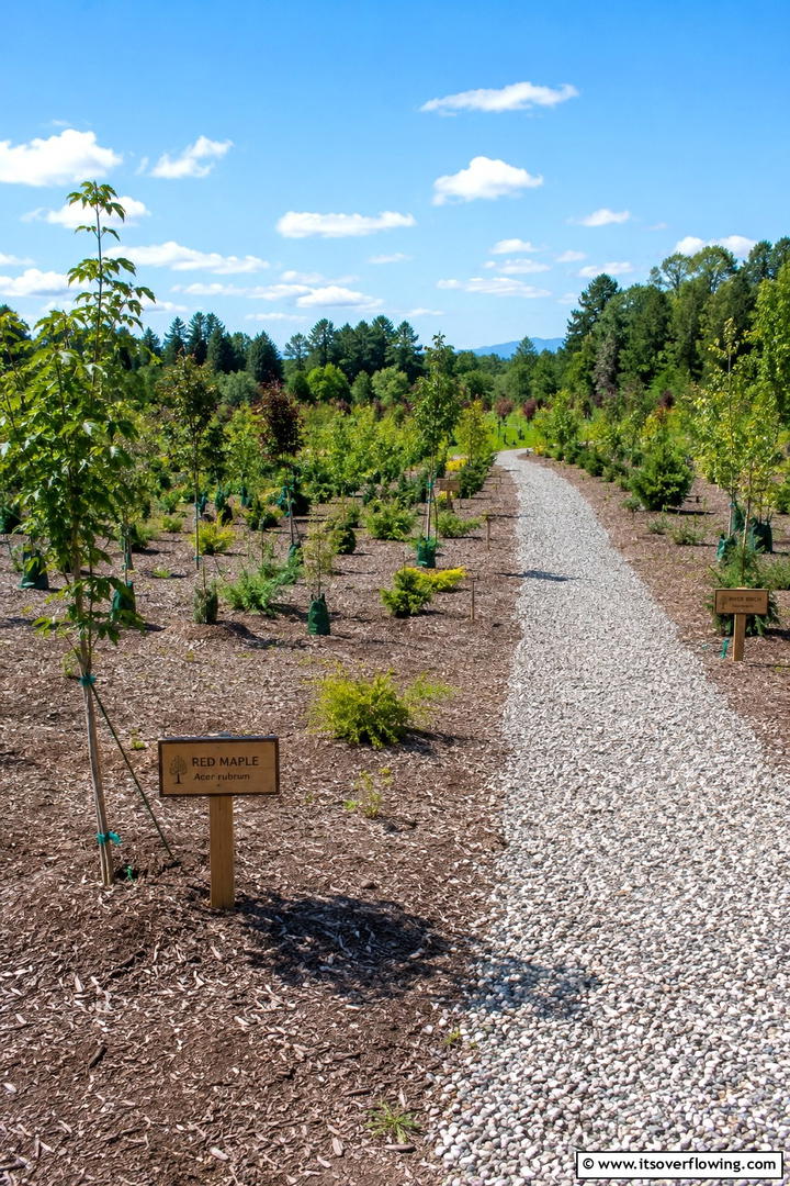 Eco Friendly Tree Farm - 30 Tree Landscaping Ideas for Shade, Privacy, and Curb Appeal