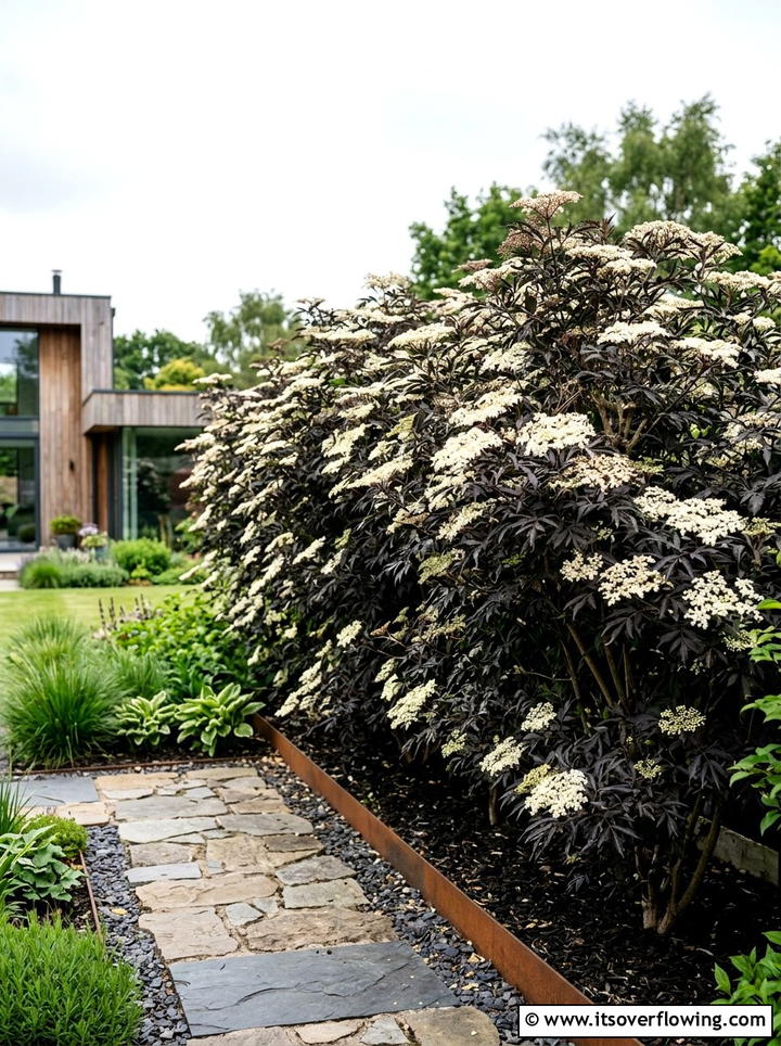 Elderberry shrubbery - 25 garden ideas for clay soil