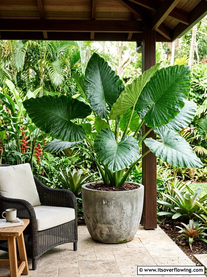 Elephant Ear Large Pot - 25 front porch ideas with shade plants