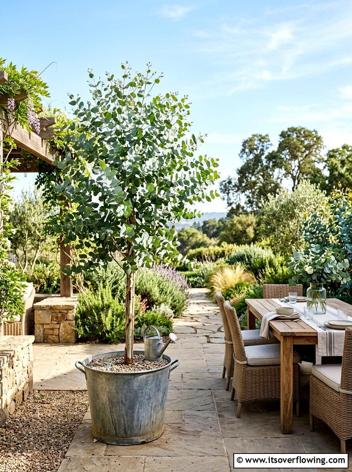 Eucalyptus Scent Garden - 25 backyard decorating ideas with potted trees