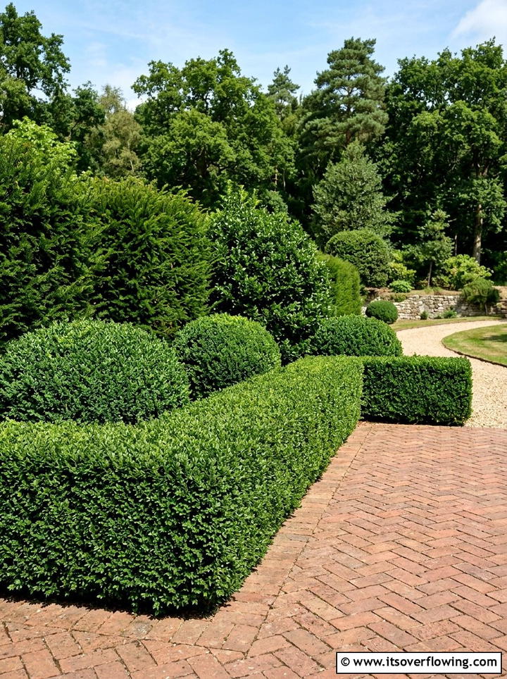 Evergreen Shrub - 25 backyard ideas for low upkeep