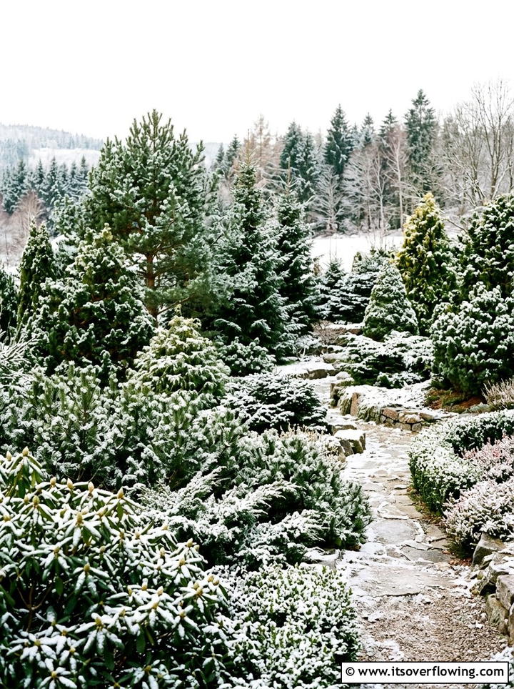 Evergreen shrubs for winter - 25 creative garden ideas for winter interest