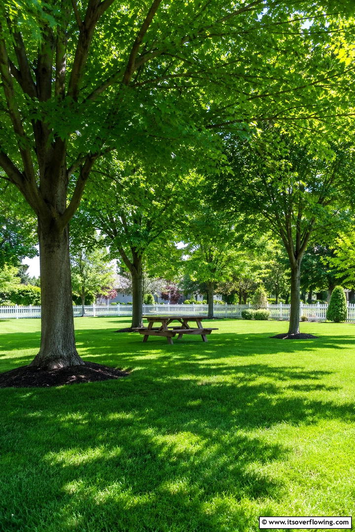Family Friendly Tree Grove - 30 Tree Landscaping Ideas for Shade, Privacy, and Curb Appeal